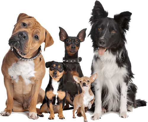 Pampered Paws Walton